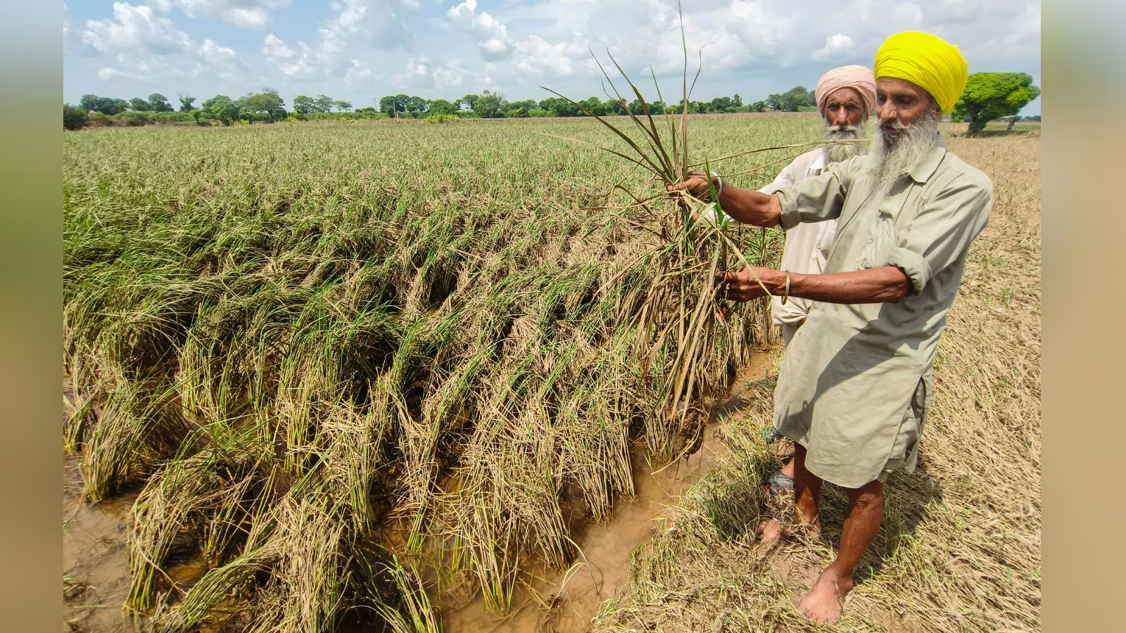 Rice paddy farm field
