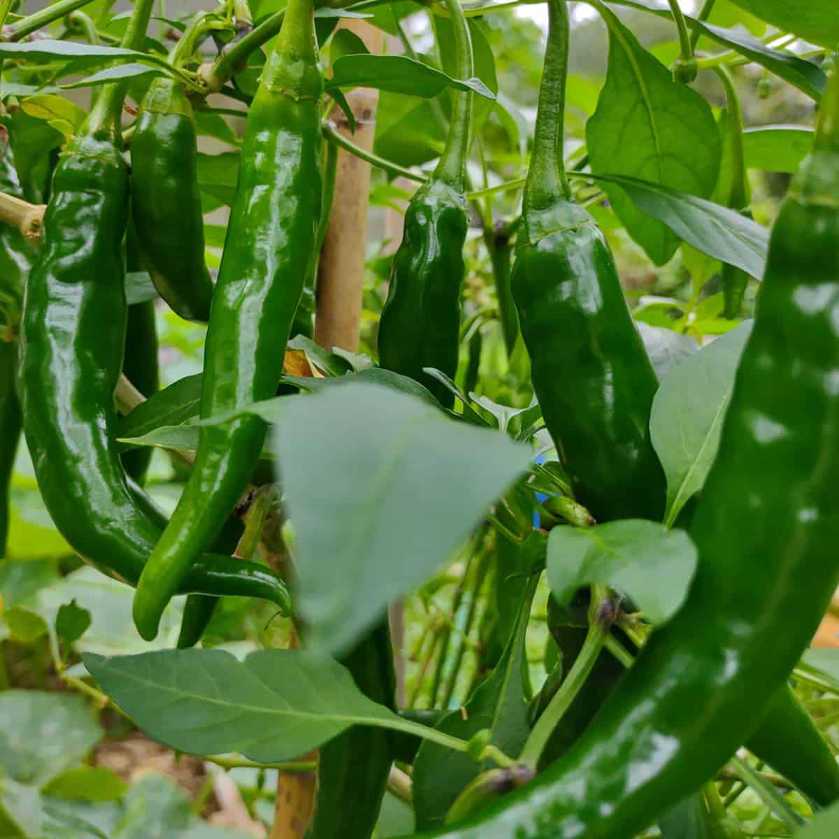 Green chilli plants