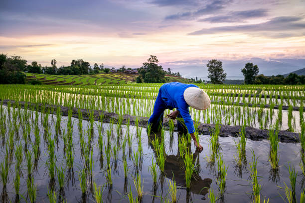 Rice paddy farm