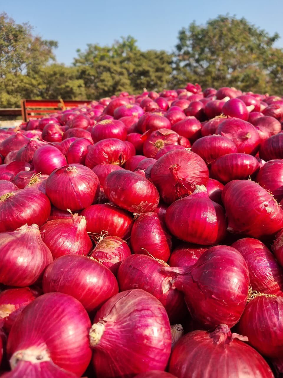 Onion farm field